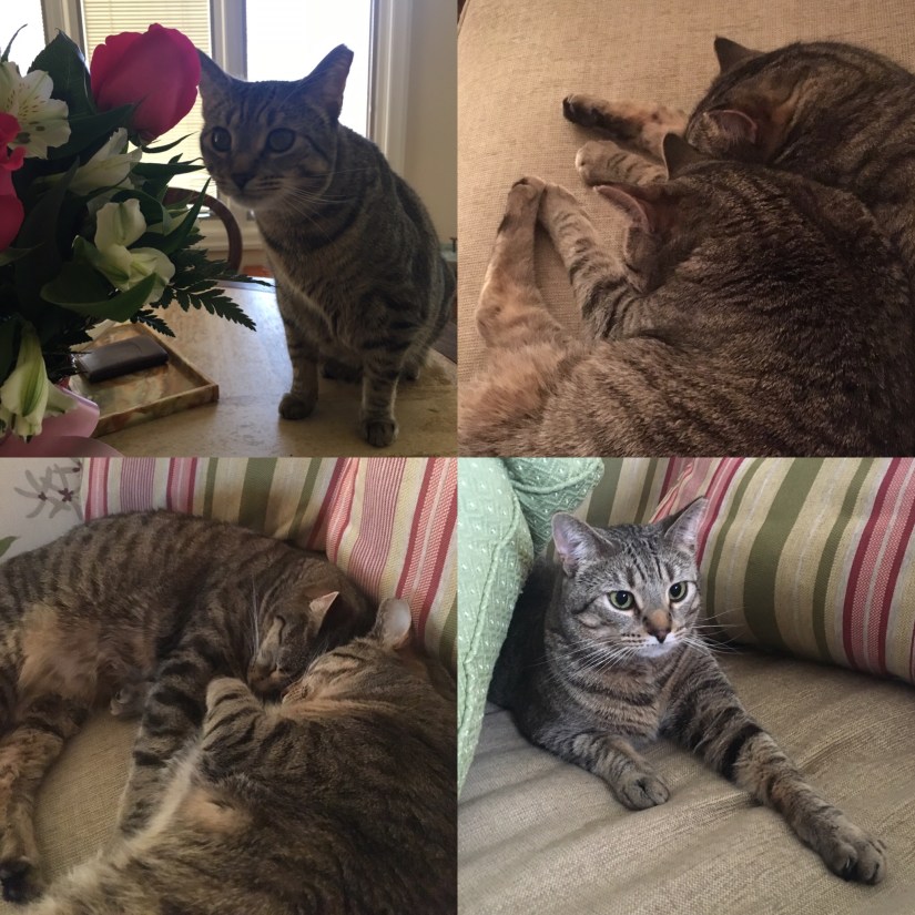 ADD7DE46-B249-4755-9B7D-8F541C7FD41C